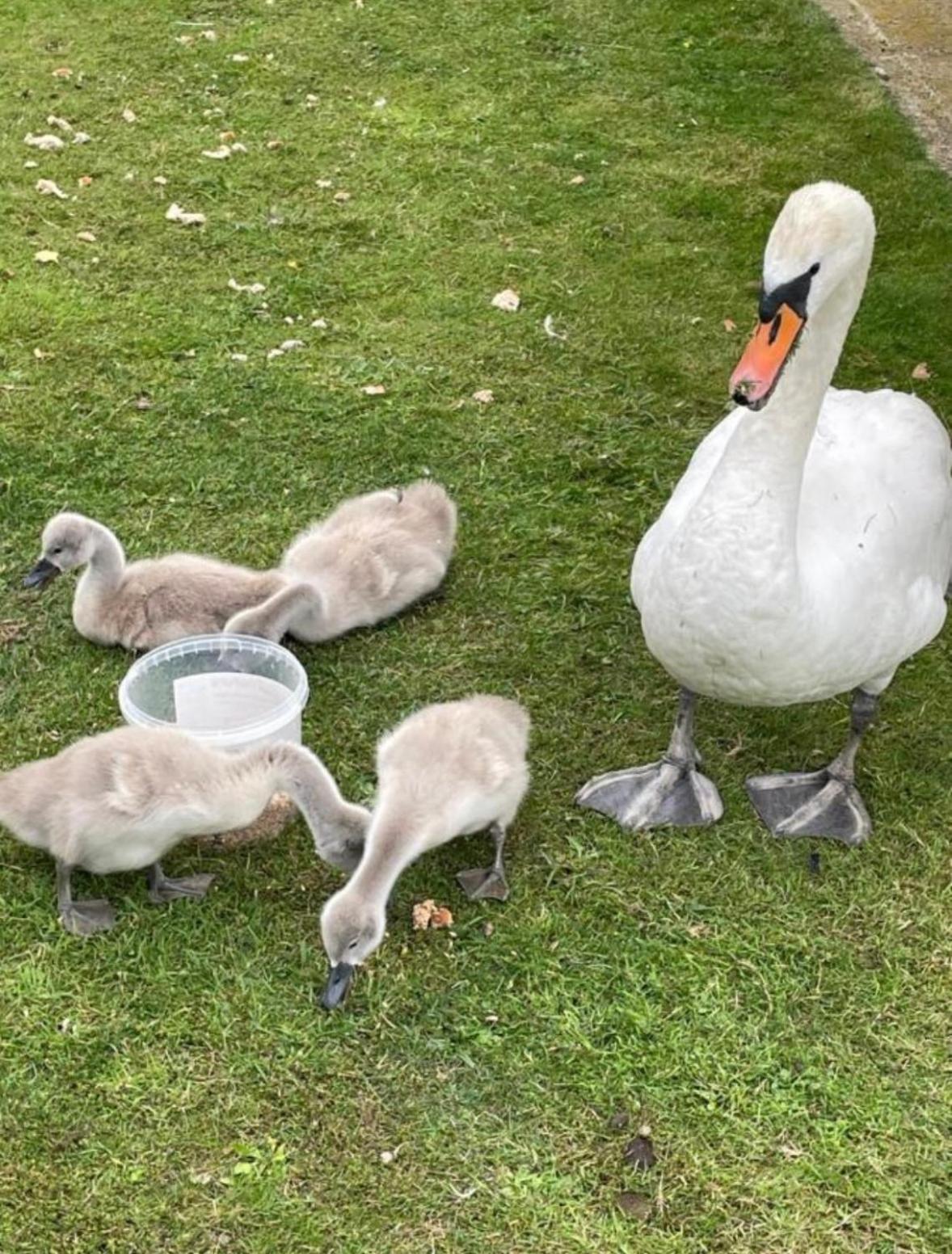 Swan View Retreats # Hottub # Egg Chair # Bbq & Bikes Included 8 Berth Tattershall Kültér fotó